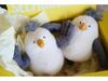Seagull Plush Toy - Wedding Toss Gift or Birthday Comfort Doll for Girls