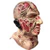 Freddy Mask Halloween Horror Movie Latex Human Face Ghost Mask Jason Freddy Mask