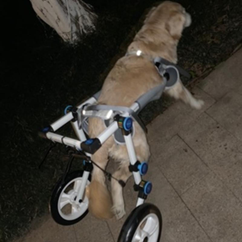 Dog Wheelchair For Hind Leg Rehabilitation