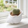 3D Printed Conch Flower Pot Moisture-Resistant Mini Planter with Wavy Edge And Drain