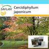 Gift Set - Katsuratree - 200 Seeds - With Gift Box, Card, Label and Potting Substrate - Cercidiphyllum Japonicum