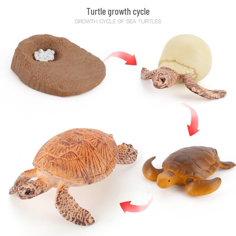 Animal Growth Cycle Models: Chicken, Duck, Goose, Butterfly, Turtle, Frog Montessori Teaching Figurines