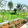 Garden Cucumber Trellis Fruits Vegetable Growing Support Rack for Outdoor Climbing Grape Pea Bean Tomato Cucumber