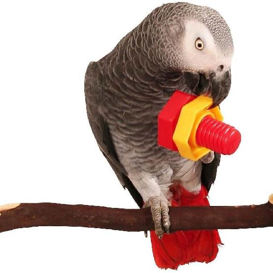 4pcs Bird Intellective Toys Nuts and Bolts for Parrot Parakeet Cockatiel Conure Macaw African Grey Cockatoo Budgie Lovebird Canary Cage Part