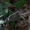 Ash Wood Handle Scissors Gardening Scissors Branches Fruit Tree Fruit Branch Pruning Scissors Flower Scissors Thick Branch Sciss