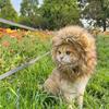1pc Cute Funny Pet Clothes Cap Cute Cat Wig Lion Mane Costume Cosplay Kitten Dog Hat with Ears,suitable for Fancy Party Supplies
