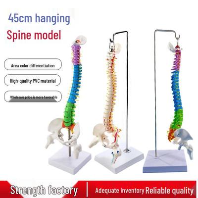 45CM Colorful Human Spine Model with Pelvis, Femur, Coccyx, Lumbar & Cervical Vertebrae for Chiropractic Study.