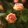 Simulated Flower Realistic Rose Long-lasting Hanging Artificial Faux Silk Flower Home Wedding Decor