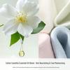 Damen Kniehohe Kamelie Antibakterielle Baumwollsocken, Hohe Elastizität, Reine Baumwolle für Frühling und Herbst.