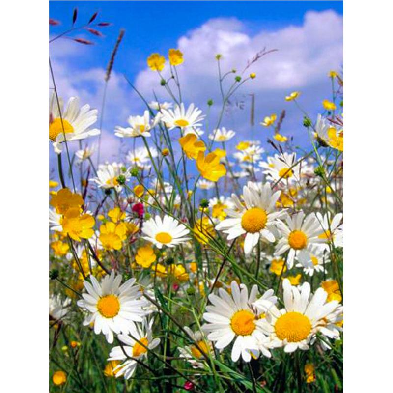 5D DIY sada na maľovanie diamantov Umenie Daisy Art Diamantové vyšívanie kamienkové ozdoby pre domácnosť