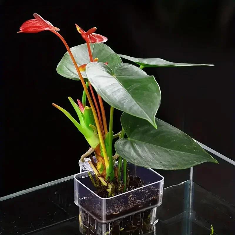 1 ΤΕΜ Υδροπονικό Κύπελλο Φύτευσης Οικιακό Κύπελλο Φύτευσης Υδρόβιων Φυτών Επιτοίχιο Υψηλής Διαφάνειας Διακόσμηση Τοπίου Ενυδρείου