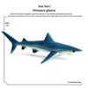 Children's Marine Animal Toy Set: Megalodon, Beluga, Octopus, Turtle, Dolphin & Manta Ray