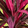 Realistic Artificial Fern And Dragon's Blood Tree Plants, 18 Branches Outdoor UV Resistant Fake Ferns for Garden, Patio, Wedding, Balcony