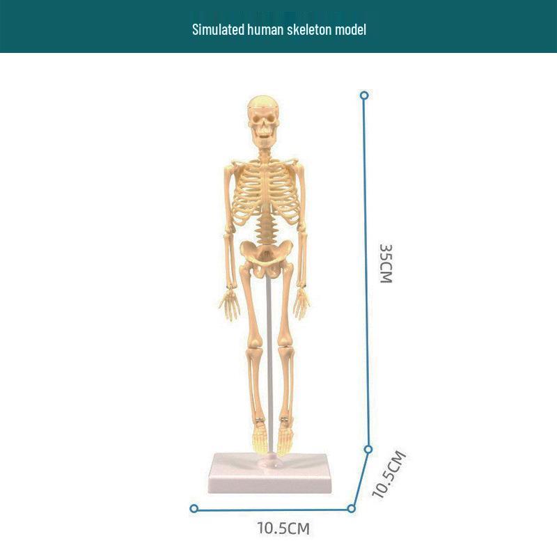 STEM Educational Human Skeleton Model for Kids: Cognitive Science & Organ Assembly Toy