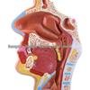 Modello Anatomico del Naso, della Bocca, della Faringe e della Laringe Umana - Sezione Sagittale per l'Educazione ORL