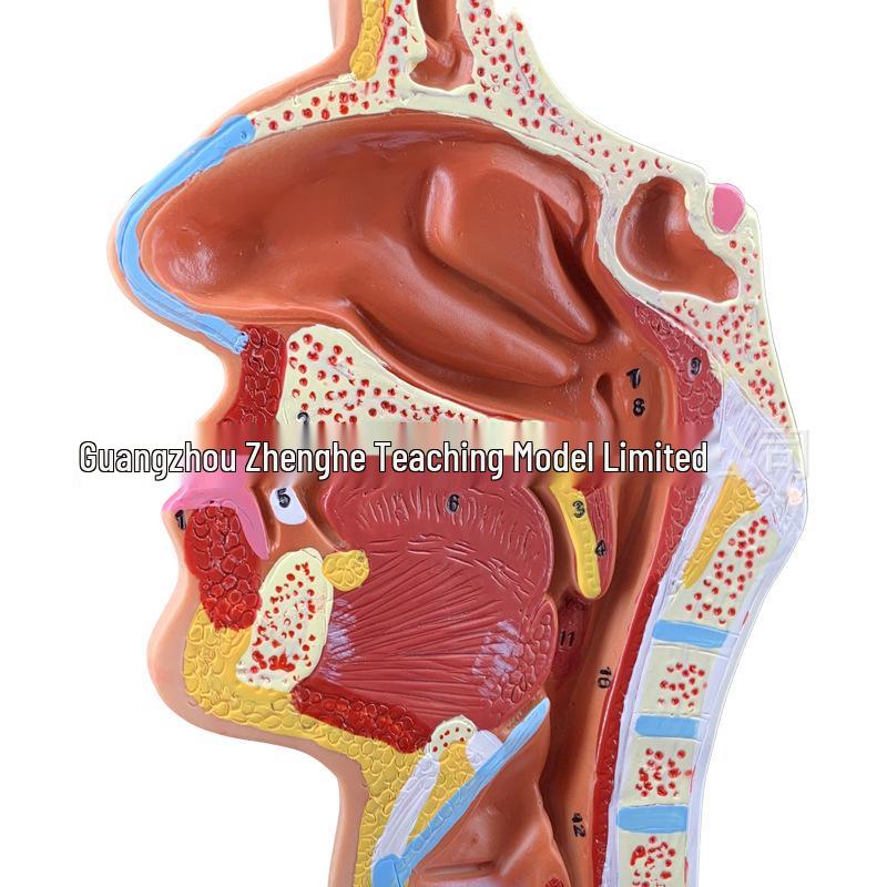 Modello Anatomico del Naso, della Bocca, della Faringe e della Laringe Umana - Sezione Sagittale per l'Educazione ORL
