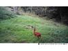 24MP HD Hunting Camera, 2.7K, Infrared, Rain & Fog Resistant, Multilingual HC802A