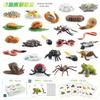 Realistic Piece 25 Growth Cycle Card Set For Insects Including Worms Ladybugs Frogs And Snails