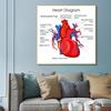 Human Organs Brain Liver Heart Anatomy Poster Print Canvas Painting Human Body Map Medical Classroom Office Room Home Decoration
