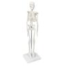 45cm (17") Mini Human Skeleton Model with Movable Arms and Legs, Scientific Model for Studying the Basic Details of the Human Skeletal System
