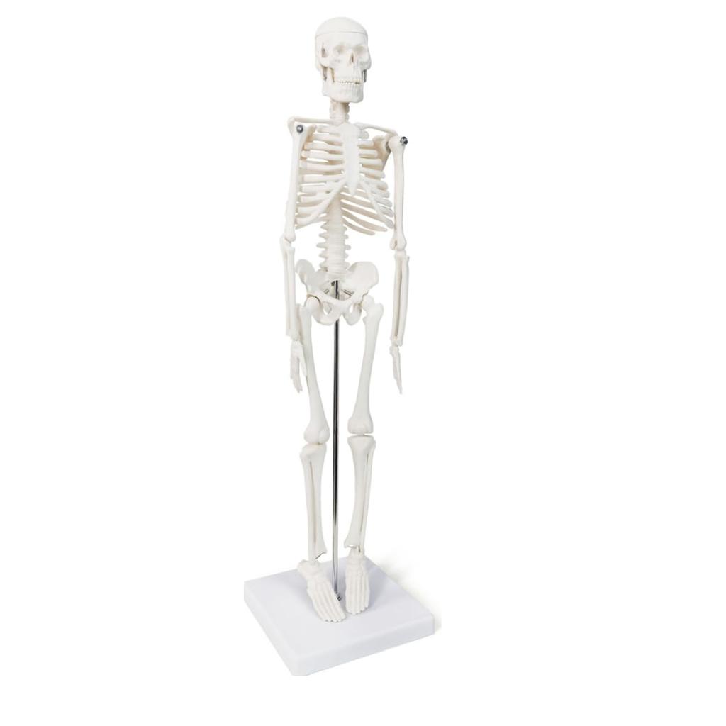 45cm (17") Mini Human Skeleton Model with Movable Arms and Legs, Scientific Model for Studying the Basic Details of the Human Skeletal System