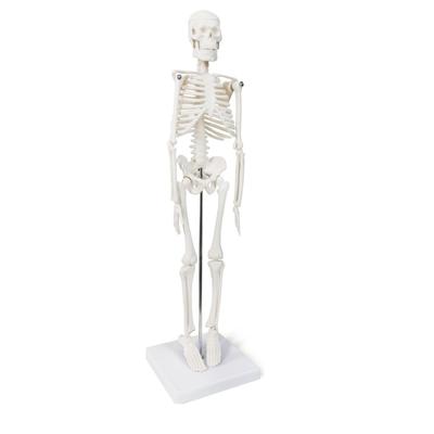 45 cm (17 ") Mini Modelo de Esqueleto Humano com Braços e Pernas Móveis, Modelo Científico para Estudar os Detalhes Básicos do Sistema Esquelético Humano