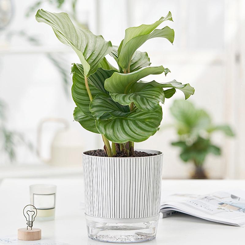Transparent Self-Watering Plants Pot With Water Container Flower Pot Green Plants Succulent Planter For Garden Home Bonsai Decor