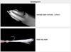 Megabass Karashi IGX 60F Floating Lure ITO Wakasagi (9452)