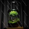 Office Desktop Ecological Bottle, Moss Micro-Landscape Plants, Dormitory Potted Plants for Lazy People and Easy Care