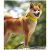 Personalized AirTag Dog Collar Adjustable Nylon Reflective Padded Pet Dog Collar for Small Medium Large Dog Accessories