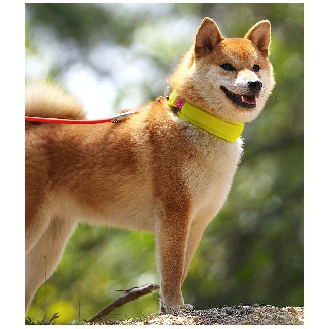 Personalized AirTag Dog Collar Adjustable Nylon Reflective Padded Pet Dog Collar for Small Medium Large Dog Accessories
