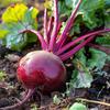 100 Red Beet Seeds - Semi-Wild Permaculture