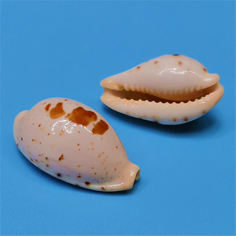 Vzácný přírodní exemplář mušle kauri pro akvárium nebo středomořskou domácí dekoraci