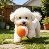 Pet Toy with Sound-producing Design Durable Latex Chew Toy Teeth Grinding And Gum Massage Toy for Small