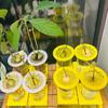 Înverzire şi amenajare – Susținere plante