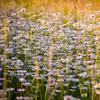 Arpon White Meadow Daisy