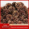 2023 Pine Cone & Dried Flowers for Christmas DIY: Ponderosa, Loblolly, Spruce