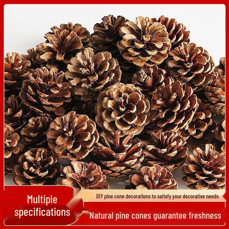 2023 Pine Cone & Dried Flowers for Christmas DIY: Ponderosa, Loblolly, Spruce