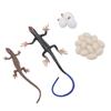 Skink Lebenszyklus Spielzeugfiguren PVC Hohe Simulation Tier Lebenszyklus Spielzeug Sandkasten Zubehör