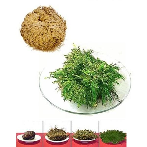 Rose of Jericho Happiness and Long Life