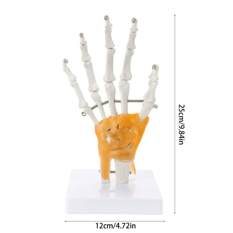 Hand Bone Structure Hand Skeleton Model With Movable Fingers For Classroom Demonstration