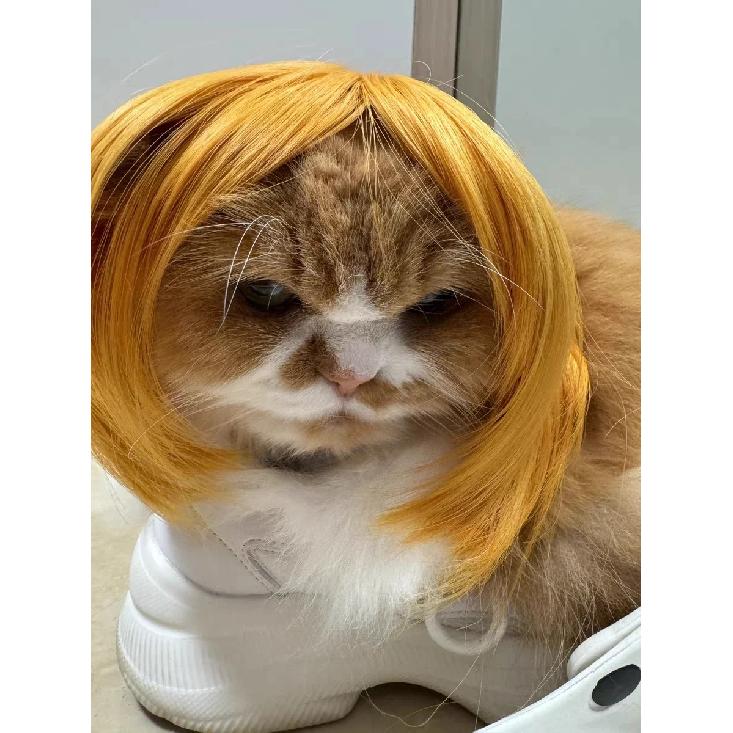 Pet Wig Dog Wig Pet Supplies Halloween Pet Accessories Curly Hair Straight Hair Cat Wig It Can Be DIY Trimmed