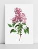 Poster Flower Lilac Plant Vintage
