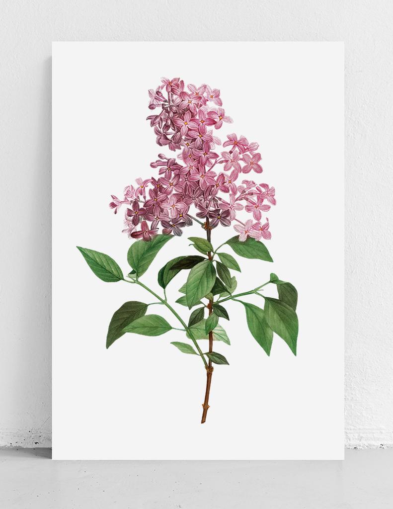 Poster Flower Lilac Plant Vintage