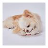 Petio Dog Toy Kandel Bone Dental S Hard Ripe Strawberry Flavor