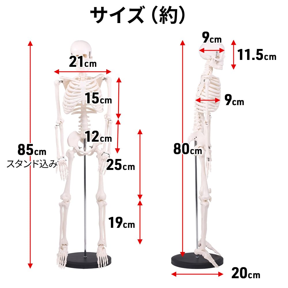Bonarca Human Body Model, Bones [Half Size: 85cm] Full-Body Skeleton Figure [Movable JointsStand Included] Mini Toy, Large Figurine, Skeletal