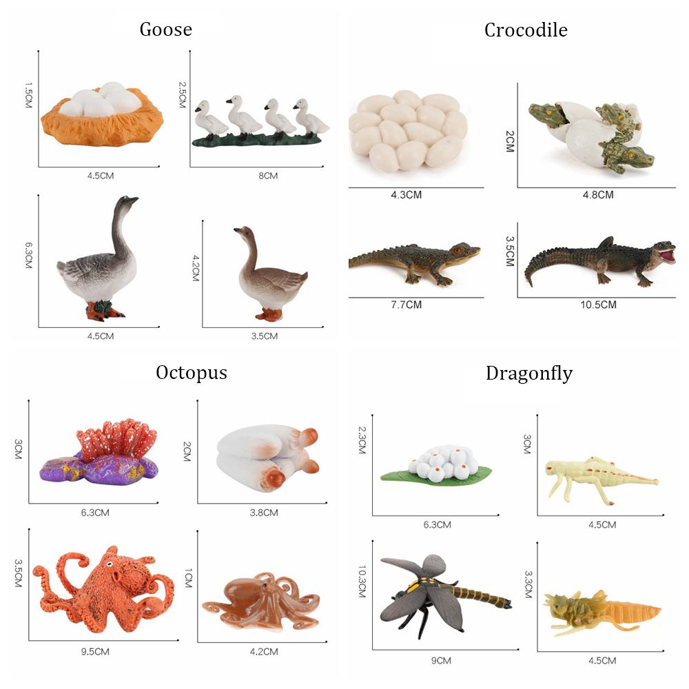 Kids Toy Life Cycle Chicken Dragonfly Simulation Model Figurine Animals Growth Cycle