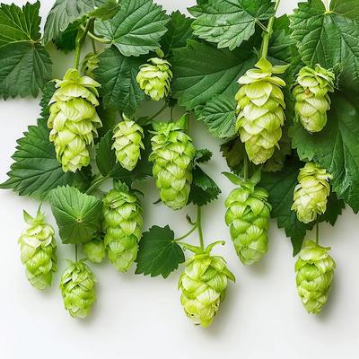 100 Kletterhopfensamen