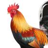 Rooster Garden Decor - Whimsical Outdoor Statue