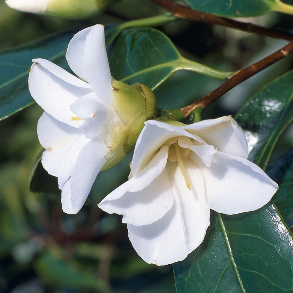 YARD REMEDIES White Tea Toning Eye Gel Serum for 10ml NEAL'S (Gel Eyes)